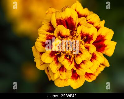 Eine Ringelblume blüht im Garten Stockfoto