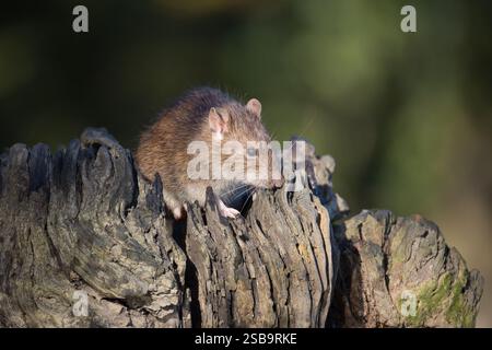 Eine Nahaufnahme einer gewöhnlichen braunen Rattus norvegicus, auch bekannt als Kanalratte, Straßenratte, Kai-Ratte, hier auf einem alten Holzstamm gefangen Stockfoto