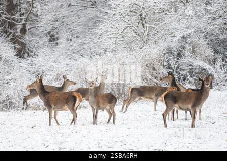 Rotwild, Cervus elaphus, im Winterwald. Bieszczady Mountains, Polen. Stockfoto