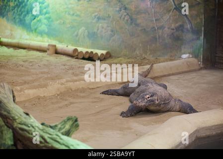 Der Komodo-Drache, Varanus komodoensis, auch bekannt als Komodo-Monitor im Zoo von Nyíregyháza, Ungarn Stockfoto