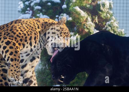 Porträts von zwei Jaguaren, Panthera Onca, spielen im Zoo von Nyíregyháza, Ungarn Stockfoto