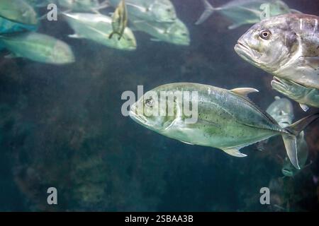 Großaugenfische, die im Aquarium schwimmen. Caranx sexfasciatus Schule der Fische schwimmt in der Tiefsee. 6-bändiges Trevally und Dusky Jack Marine Stockfoto