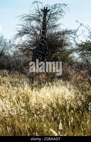 Eine einsame Giraffe bei einem großen Busch in Etosha mit dem Licht hinter ihm. Stockfoto