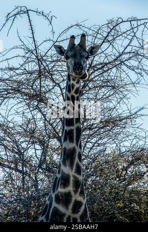 Eine einsame Giraffe bei einem großen Busch in Etosha mit dem Licht hinter ihm. Stockfoto