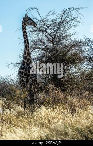 Eine einsame Giraffe bei einem großen Busch in Etosha mit dem Licht hinter ihm. Stockfoto