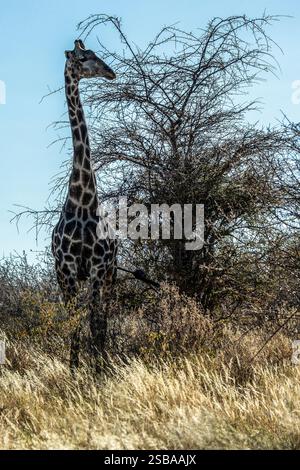 Eine einsame Giraffe bei einem großen Busch in Etosha mit dem Licht hinter ihm. Stockfoto