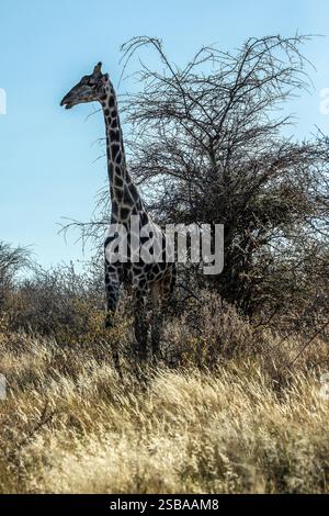 Eine einsame Giraffe bei einem großen Busch in Etosha mit dem Licht hinter ihm. Stockfoto