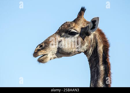 Seitlicher Schuss eines Giraffen-Kopfes mit offenem Mund, mit dünnen Hörnern mit Haarbüscheln oben, die zeigen, dass es ein Weibchen ist. Stockfoto