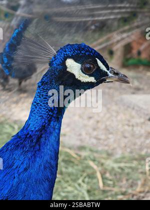 Nahaufnahme eines Pavo cristatus, eines indischen Pfauenhuhns Stockfoto