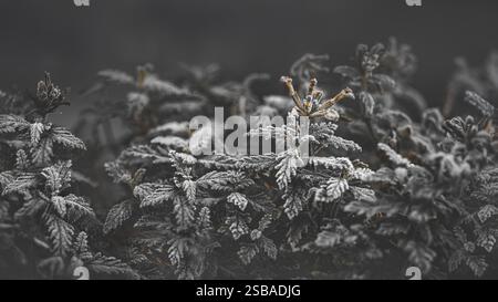 Makrofotografie einer Pflanze, die mit Morgenfrost bedeckt ist, reduzierte Farben, dunkle Stimmung, Kopierraum, 16:9 Stockfoto