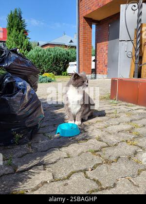 Eine schöne streunende Katze sitzt an einem sonnigen Tag in der Nähe von Müllsäcken, wo sie von den Hausbewohnern ernährt wird Stockfoto