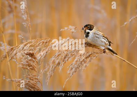 Gemeine Schilfffahne - Emberiza schoeniclus passerine Vogel in Emberizidae, brütet in ganz Europa, die meisten Vögel ziehen im Winter nach Süden, sitzen im Rind Stockfoto