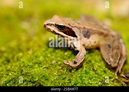 Agile Frosch (Rana dalmatina) in Studenci, Ljubusky, Bosnien-Herzegowina Stockfoto