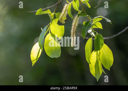 Salix pentandra, die Weide der Bucht, wird im Frühsommer in Raasepori im Südwesten Finnlands hinterleuchtet Stockfoto