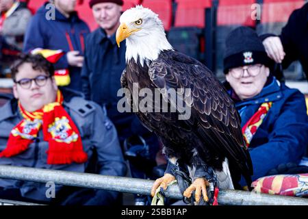 Deventer, Niederlande. Februar 2025. DEVENTER, NIEDERLANDE - 2. FEBRUAR: Maskottchen Harly von Go Ahead Eagles vor dem niederländischen Eredivisie-Spiel zwischen Go Ahead Eagles und FC Twente in de Adelaarshorst am 2. Februar 2025 in Deventer, Niederlande. (Foto: Broer van den Boom/Orange Pictures) Credit: Orange Pics BV/Alamy Live News Stockfoto