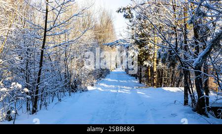 Panoramablick auf die verschneite Straße zwischen schneebedeckten Bäumen im Landdorf am sonnigen Wintertag Stockfoto