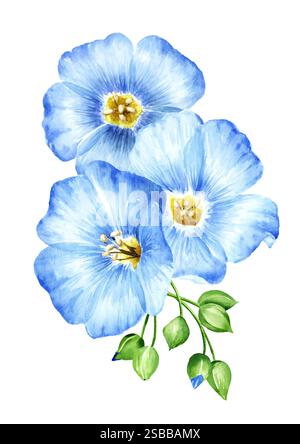 Blaue Flachsblüten. Handgezeichnete Aquarellillustration isoliert auf weißem Hintergrund Stockfoto