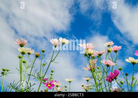 Rosa und weiße Kosmos Blume auf weißem Himmel Hintergrund. Blumenkonzept Stockfoto