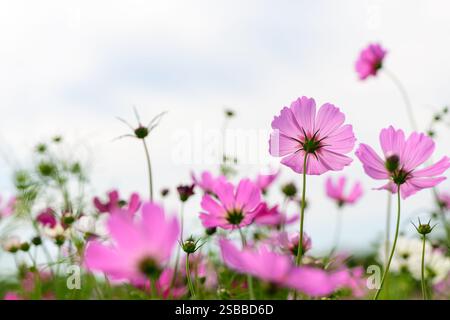 Rosa Kosmos Blume auf weißem Himmel Hintergrund. Blumenkonzept Stockfoto