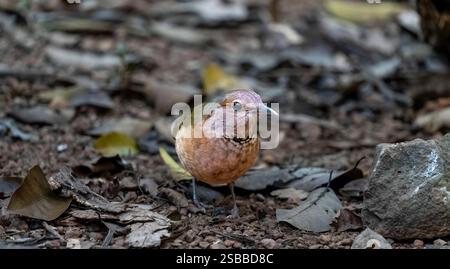 Blauer Pitta-Vogel Stockfoto