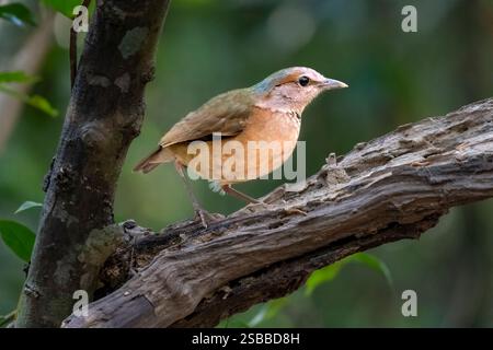 Blauer Pitta-Vogel Stockfoto