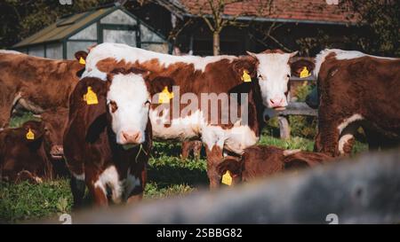 Eine Gruppe brauner und weißer Kälber auf grünem Gras Stockfoto