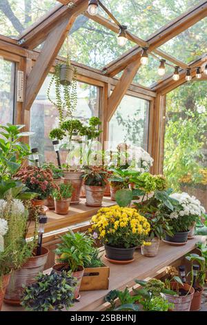 Töpfe mit Blumen und Pflanzen, die auf Regalen im Gewächshaus auf sonnigem Gartenhintergrund stehen. Natürliche Grünflächen und Gartenelemente und Topfplan Stockfoto