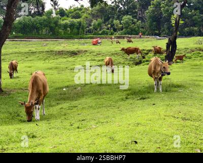 Eine Gruppe von Banteng-Kühen oder balinesischen Kühen weidet Gras auf einem Weidefeld Stockfoto