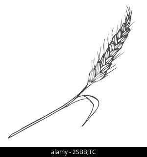 Getreidepflanzen und Getreide, Roggengerste und Weizenohrspitzen. Konzept für Backwaren. Handgezeichnete Skizze - Vektordarstellung Stock Vektor