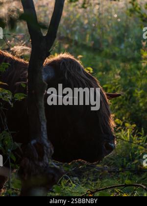 Morgenlicht fällt auf die Haare eines Hochlandbullen im Wald in Finnland Stockfoto