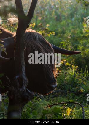 Morgenlicht fällt auf die Haare eines Hochlandbullen hinter einem kleinen Baum in Finnland Stockfoto