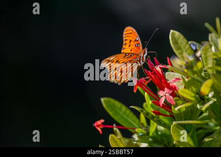 Ein fritillarischer Schmetterling (Agraulis vanillae) auf einer roten Blume in den Florida Keys, USA. Stockfoto