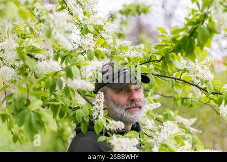 Bärtiger Mann in blühender Vogelkirsche, schöne weiße Blumenkästen. Blassblauer Himmel im Hintergrund Stockfoto