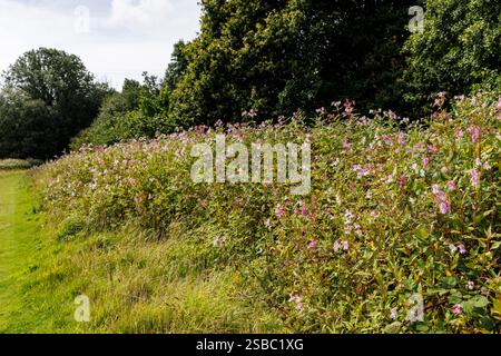 Impatiens glandulifera, Himalaya-Balsam, wächst am Fluss Ogmore in Bridgend, Wales, Großbritannien Stockfoto