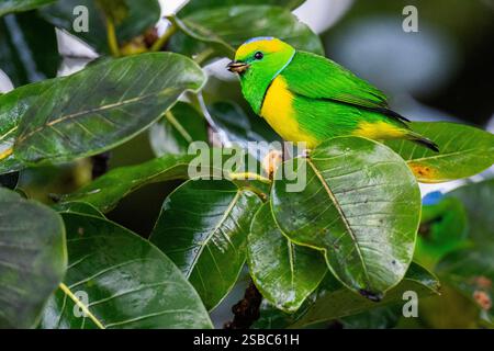 Costa Rica, Monteverde. Goldbrauen-Chlorophonie (Chlorophonia callophrys) männlich. Stockfoto