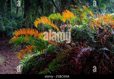 WA28109-00...WASHINGTON: Sonne auf trocknenden Wedern eines westlichen Schwertfarns im Lord Hill Regional Park im Snohomish County. Stockfoto