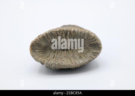 Aulosmilia archiaci ist ein Fossil der Anthozoen aus der Kreidezeit vor 115 Millionen Jahren. Dieses Exemplar stammt aus Loire, Frankreich. Stockfoto