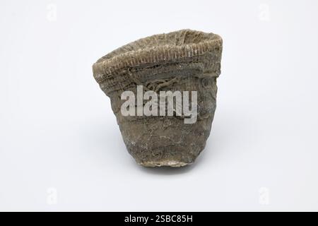 Aulosmilia archiaci ist ein Fossil der Anthozoen aus der Kreidezeit vor 115 Millionen Jahren. Serpulidae-Röhrchen. Dieses Exemplar stammt aus Loire, Frankreich. Stockfoto