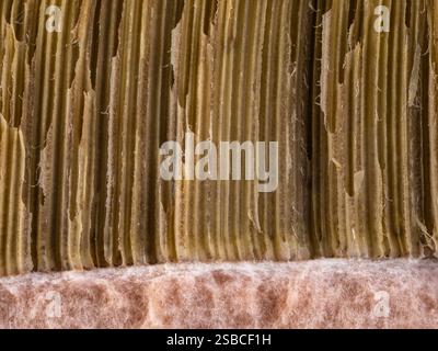 Nahaufnahme, innen, Textur der Pilzkappe. Stockfoto