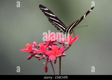 Florida Butterfly Landing on Red Flower Stockfoto
