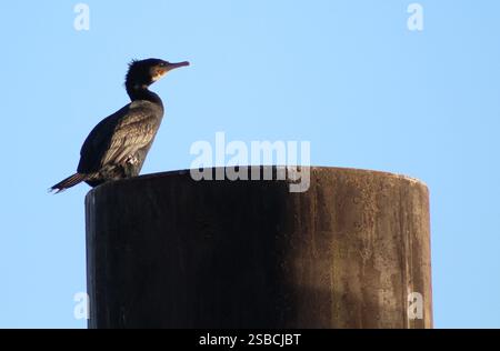 Schwarzer Kormoran, der an einem Pfosten über der Themse in der Wintersonne an einem sonnigen Nachmittag thront, London UK Stockfoto