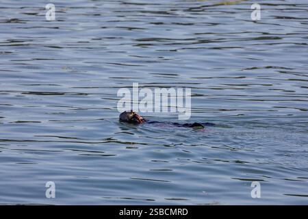 Der kalifornische Südseeotter Enhydra lutris nereis, der beim Essen auf dem Rücken schwimmt und schwimmt Stockfoto