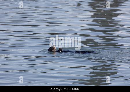 Der kalifornische Südseeotter Enhydra lutris nereis, der beim Essen auf dem Rücken schwimmt und schwimmt Stockfoto