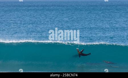 Akrobatik von kalifornischen Seelöwen, Zalophus californianus, spielen und schwimmen im klaren blauen, grünen Wasser der Brandung Stockfoto
