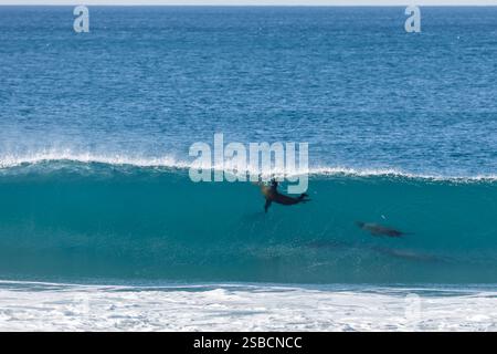 Akrobatik von kalifornischen Seelöwen, Zalophus californianus, spielen und schwimmen im klaren blauen, grünen Wasser der Brandung Stockfoto