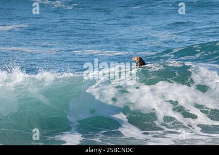 Der kalifornische Seeotter Enhydra lutris nereis spielt in der blauen grünen Brandung nahe der Küste Stockfoto