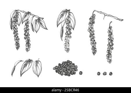 Set mit einem Stapel schwarzer Pfeffer, Blätter, Zweige. Vektor. Grafische Abbildung. Würzige Würze und Gewürze. Handgezeichnete Tintenskizze. Perfekt für Stock Vektor