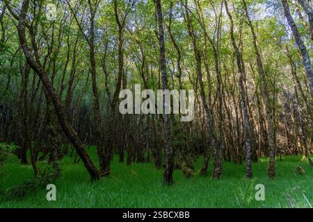 Ein grasbewachsenes Gebiet mit Bäumen in den schottischen Highlands in der Nähe von Ben Nevis Forest Area Schottland Stockfoto