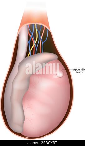 Anhang Hoden Anatomie Medizinische Illustration. Der Querschnitt Des Männlichen Reproduktionssystems. Hodenstruktur mit Appendix testis. Hodenohr Stock Vektor