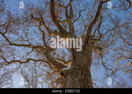 Majestätische Eiche von unten gesehen, ihre weitläufigen Zweige in warmes goldenes Licht getaucht am Himmel Stockfoto